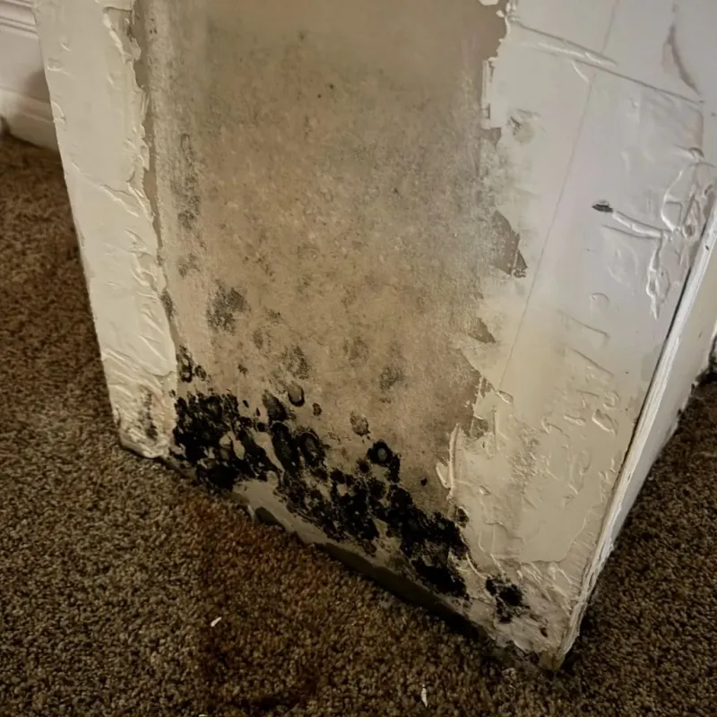Professional Mold Removal in Toronto, OH